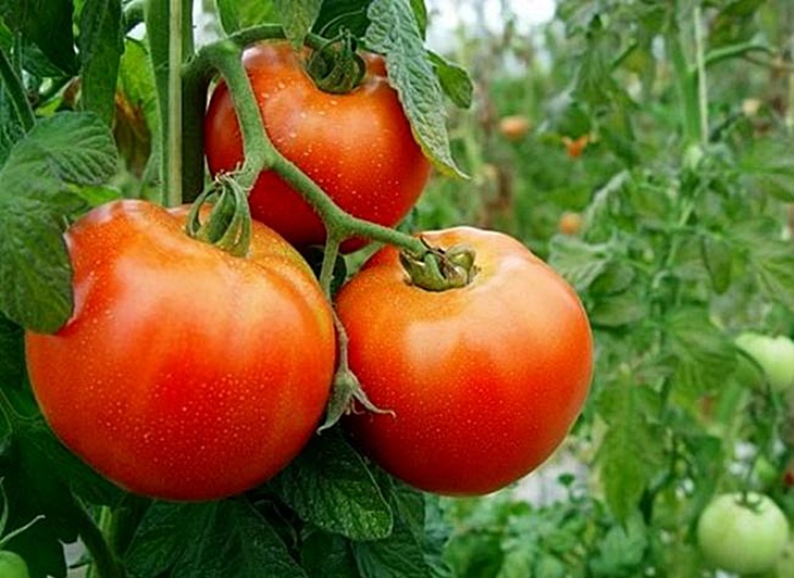 Los agricultores pierden 277 millones de euros por la bajada de precios