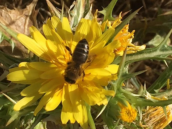 UPA reivindica más apoyo al sector apícola