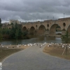 ¿Patos si o patos no?