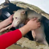 Final feliz para un perro que cayó a un pozo en Tres Arroyos
