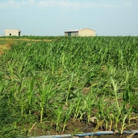 La Unión: "Los agricultores pierden 277 millones de euros"