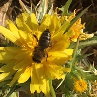 UPA reivindica más apoyo al sector apícola