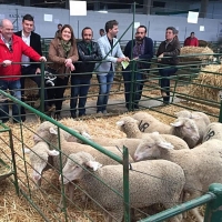PSOE: “Defender la ganadería es responsabilidad de todos”