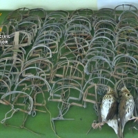 Sorprendido cazando aves silvestres con artes ilegales