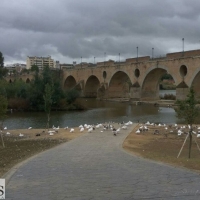 ¿Patos sí o patos no?