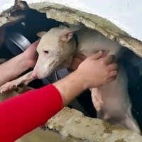 Rescate con final feliz