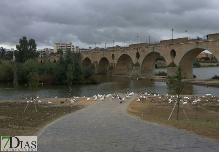 ¿Patos si o patos no?