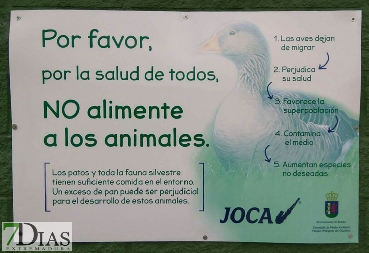 ¿Patos si o patos no?