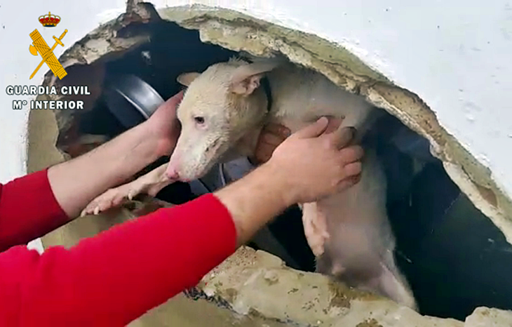 Final feliz para un perro que cayó a un pozo en Tres Arroyos