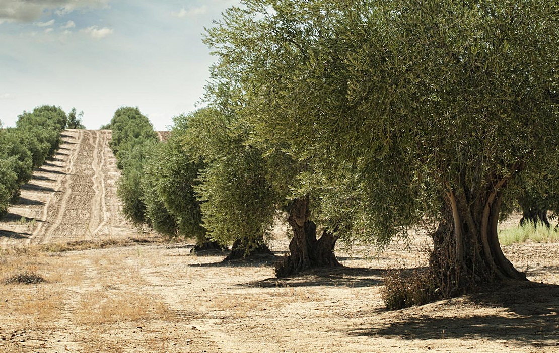 Abierto el plazo para solicitar las ayudas a la modernización del olivar