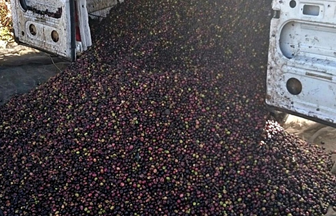 Apag denuncia la “pasividad” de la Administración ante los robos en el campo