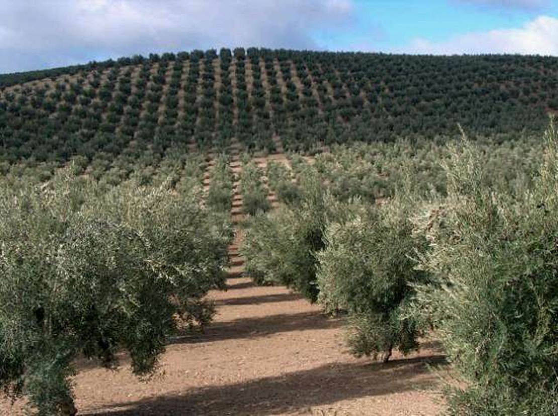 4 millones para modernizar los olivares extremeños