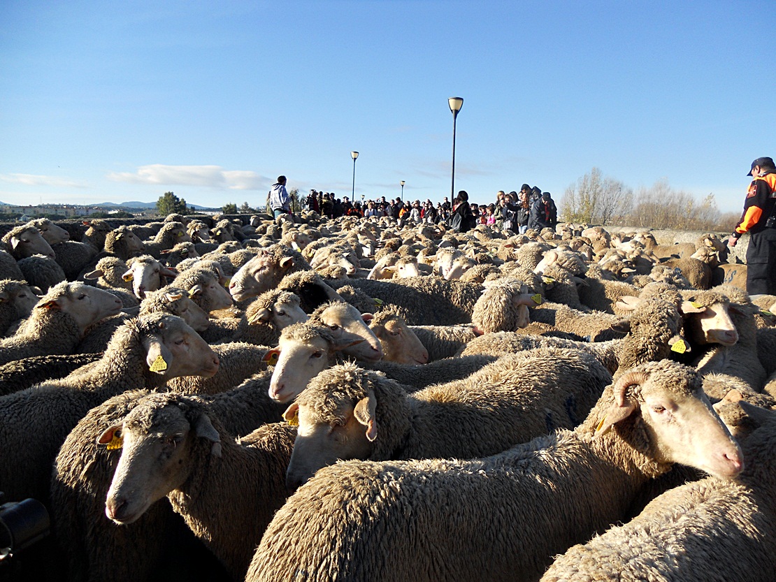 600 ovejas pasean por Mérida poniendo en valor la trashumancia