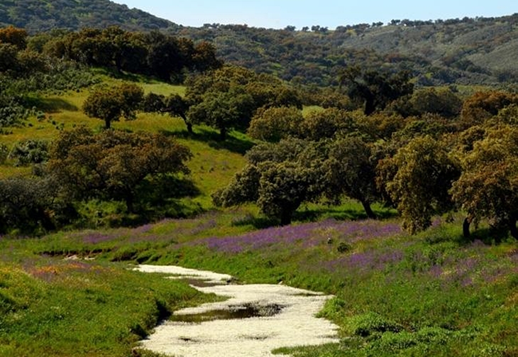 Extremadura propone modificar la normativa que afecta a la dehesa