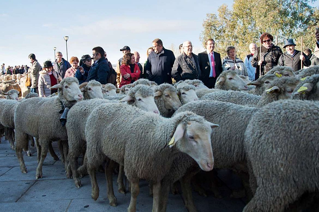 600 ovejas pasean por Mérida poniendo en valor la trashumancia