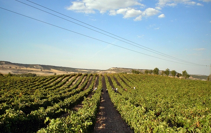 “800 jóvenes agricultores se ven afectados por incompetencia de la Junta”