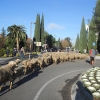 600 ovejas pasean por Mérida poniendo en valor la trashumancia