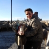 600 ovejas pasean por Mérida poniendo en valor la trashumancia