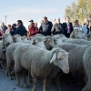 600 ovejas pasean por Mérida poniendo en valor la trashumancia