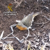Localizado el furtivo que colocó cepos para la caza de pájaros en La Vera
