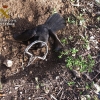 Localizado el furtivo que colocó cepos para la caza de pájaros en La Vera