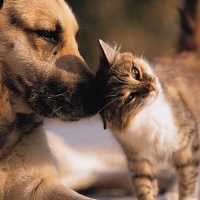 La importancia de proteger a los animales