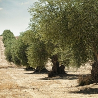 Abierto el plazo para solicitar las ayudas a la modernización del olivar