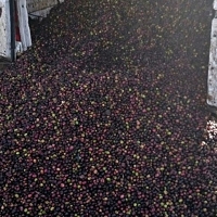 Apag denuncia la “pasividad” de la Administración ante los robos en el campo