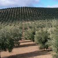 4 millones para modernizar los olivares extremeños