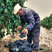 "Los viticulores extremeños se quedan sin ayudas"