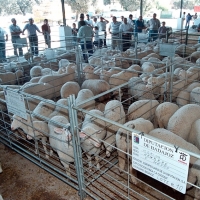 Publicadas las ayudas para la mejora de razas ganaderas autóctonas
