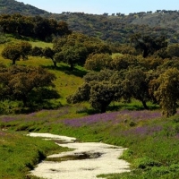 Extremadura propone modificar la normativa que afecta a la dehesa