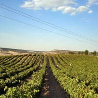 “800 jóvenes agricultores se ven afectados por la incompetencia de la Junta”
