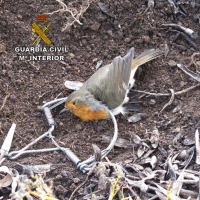 Localizado el furtivo que colocó cepos para la caza de pájaros en La Vera