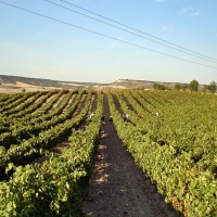 La Junta reitera su rechazo a las restricciones de plantaciones de viñedo para cava