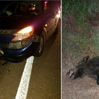 Un jabalí provoca un accidente en la EX-110