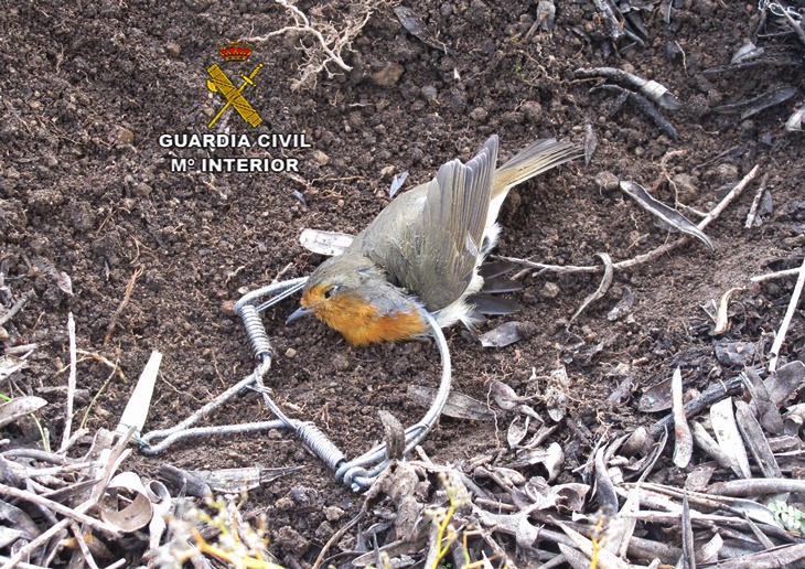 Localizado el furtivo que colocó cepos para la caza de pájaros en La Vera