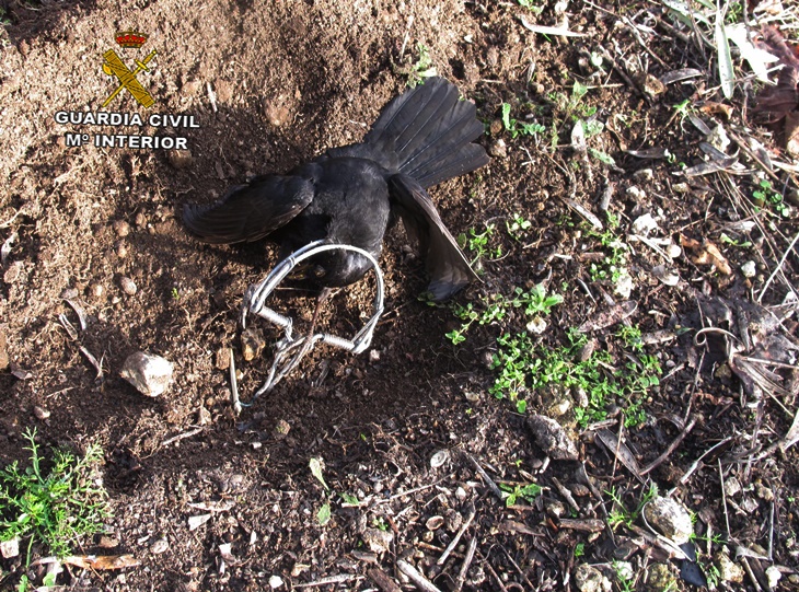 Localizado el furtivo que colocó cepos para la caza de pájaros en La Vera
