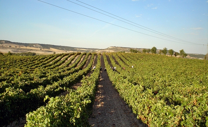 La Junta reitera su rechazo a las restricciones de plantaciones de viñedo para cava