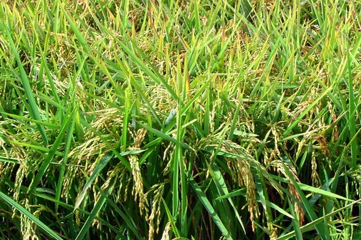 El 19% del arroz español se produce en Extremadura
