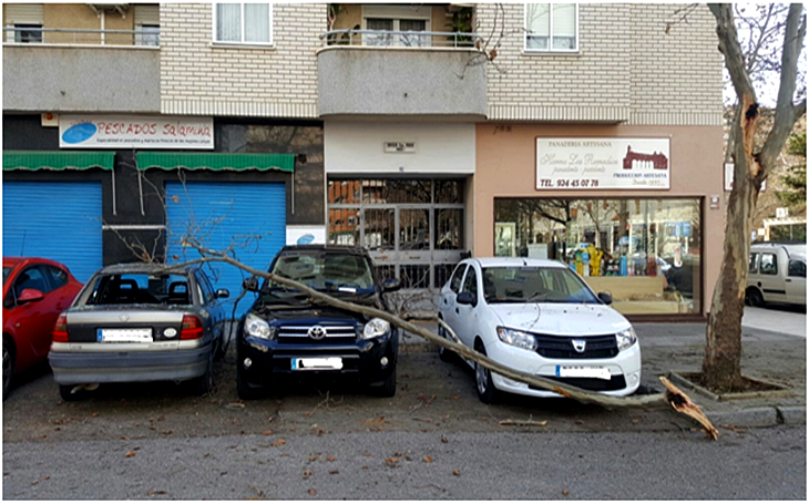 Choca contra un árbol y ocasiona daños en tres vehículos estacionados