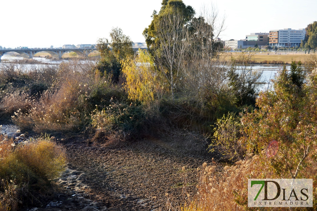 El río Guadiana se vacía para facilitar la limpieza de camalote