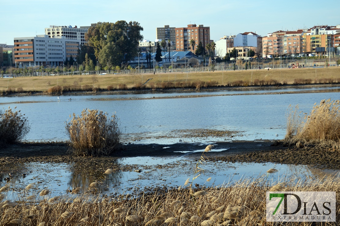 El río Guadiana se vacía para facilitar la limpieza de camalote