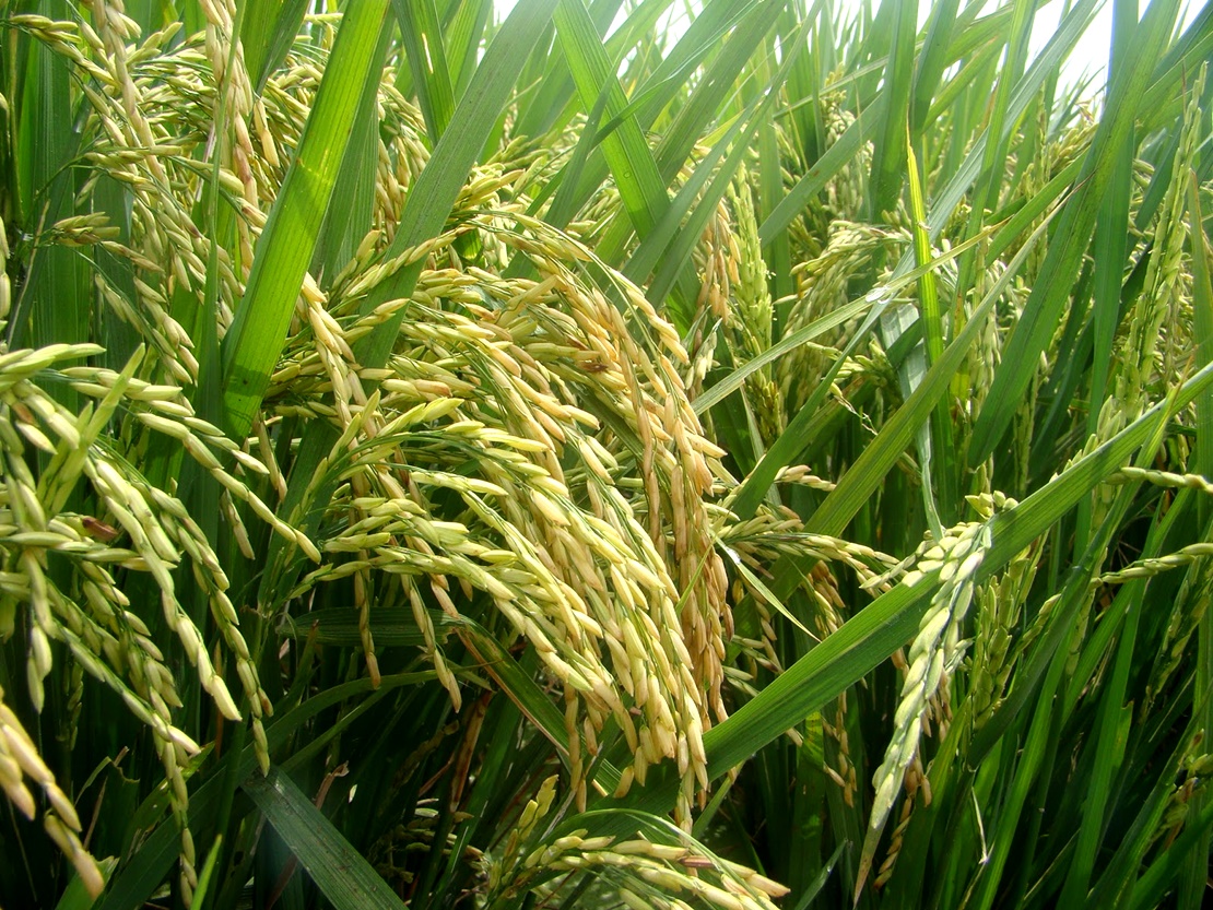 APAG reclama ayudas para dar mayor viabilidad al arroz extremeño