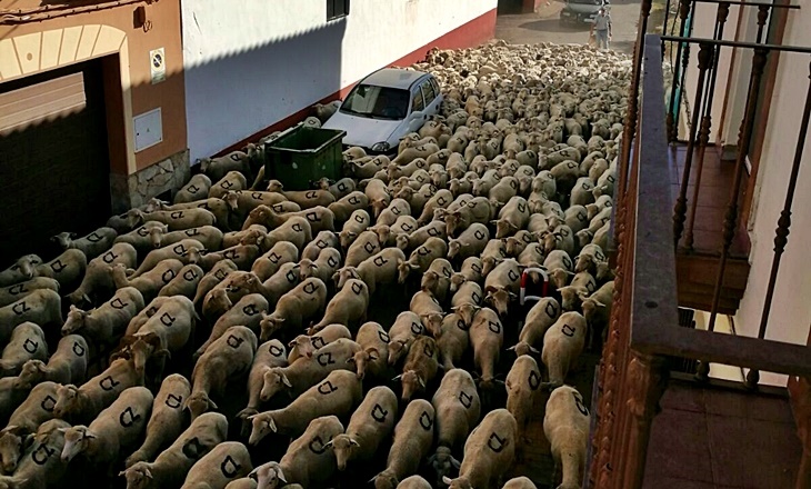 Publicadas las bases para las ayudas a la trashumancia
