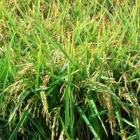 El 19% del arroz español se produce en Extremadura