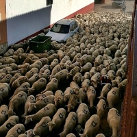 Publicadas las bases para las ayudas a la trashumancia
