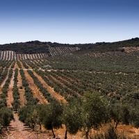 La producción olivarera encara 2017 con optimismo