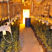 Desmantelada una plantación con casi mil plantas de marihuana en Mérida