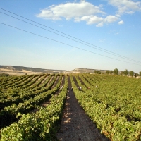 El plazo para conceder nuevas plantaciones de viñedo se abre mañana